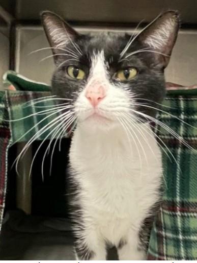 8-Pack, a Adoptable mixed breed in Bolingbrook, IL image 6/6