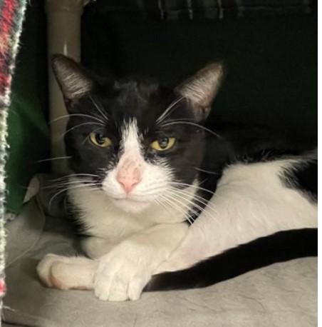 8-Pack, a Adoptable mixed breed in Bolingbrook, IL image 5/6