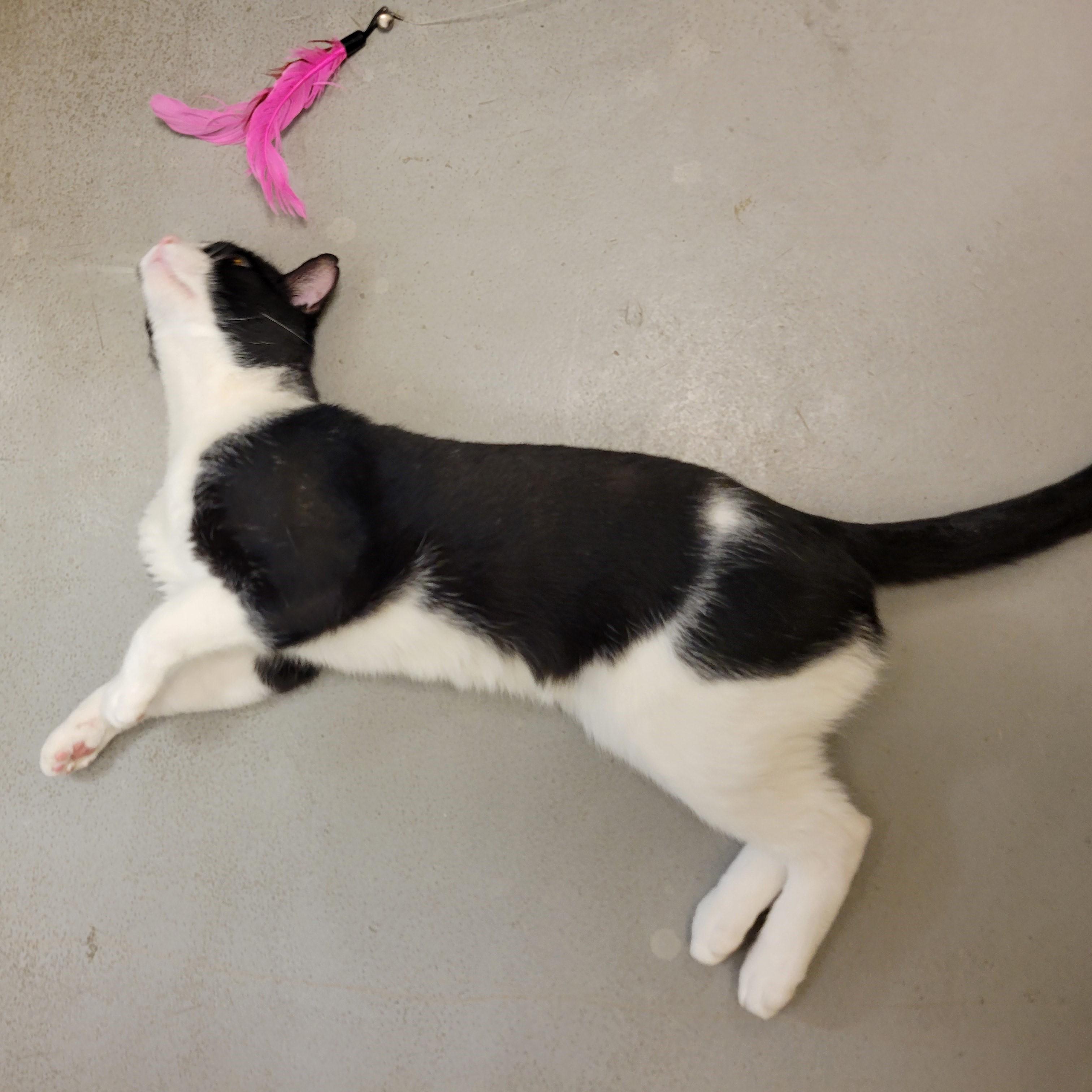 8-Pack, a Adoptable mixed breed in Bolingbrook, IL image 3/6