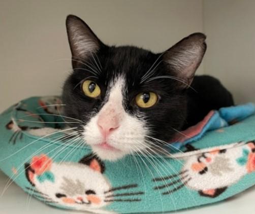 8-Pack, a Adoptable mixed breed in Bolingbrook, IL image 4/6