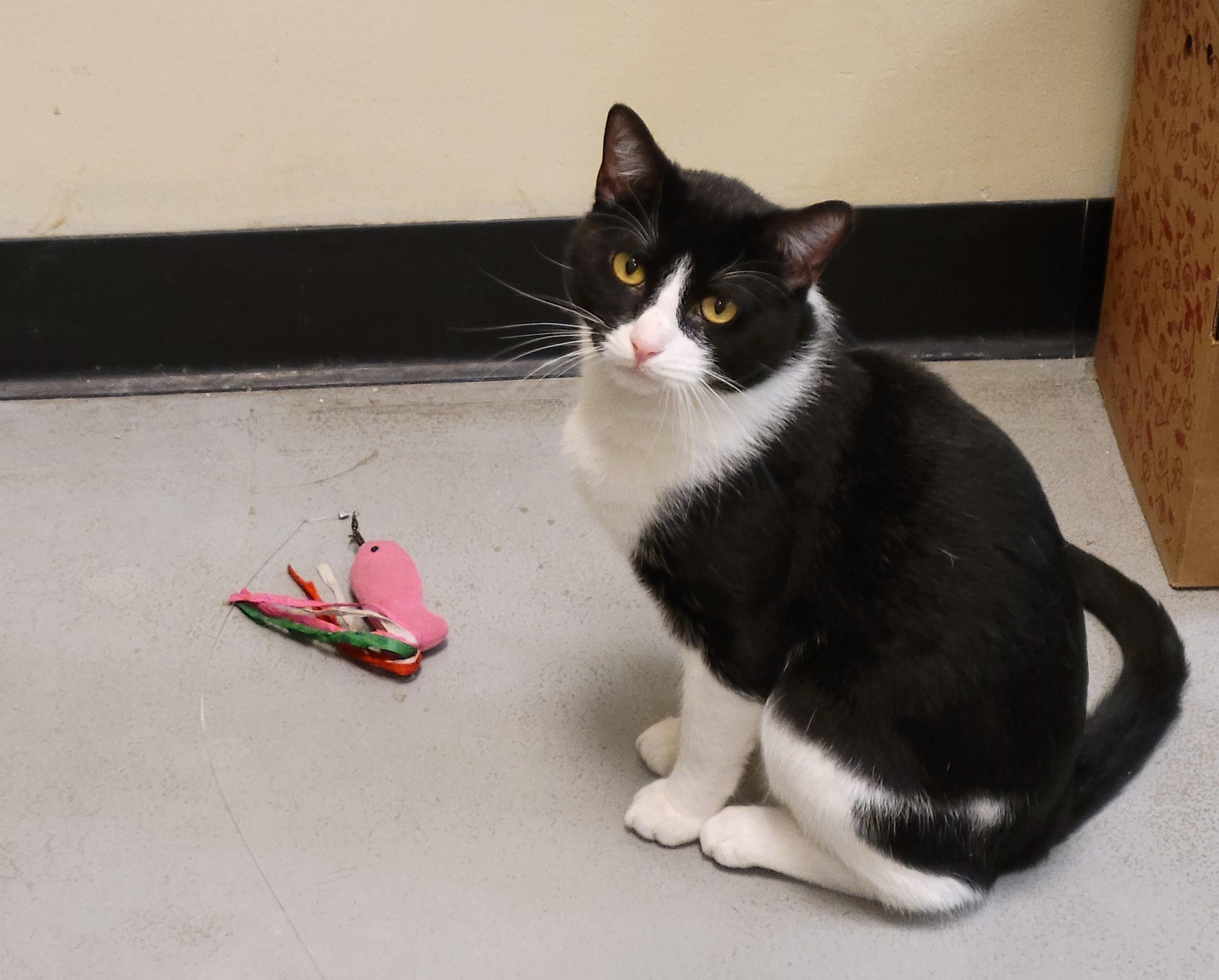 8-Pack, a Adoptable mixed breed in Bolingbrook, IL image 2/6