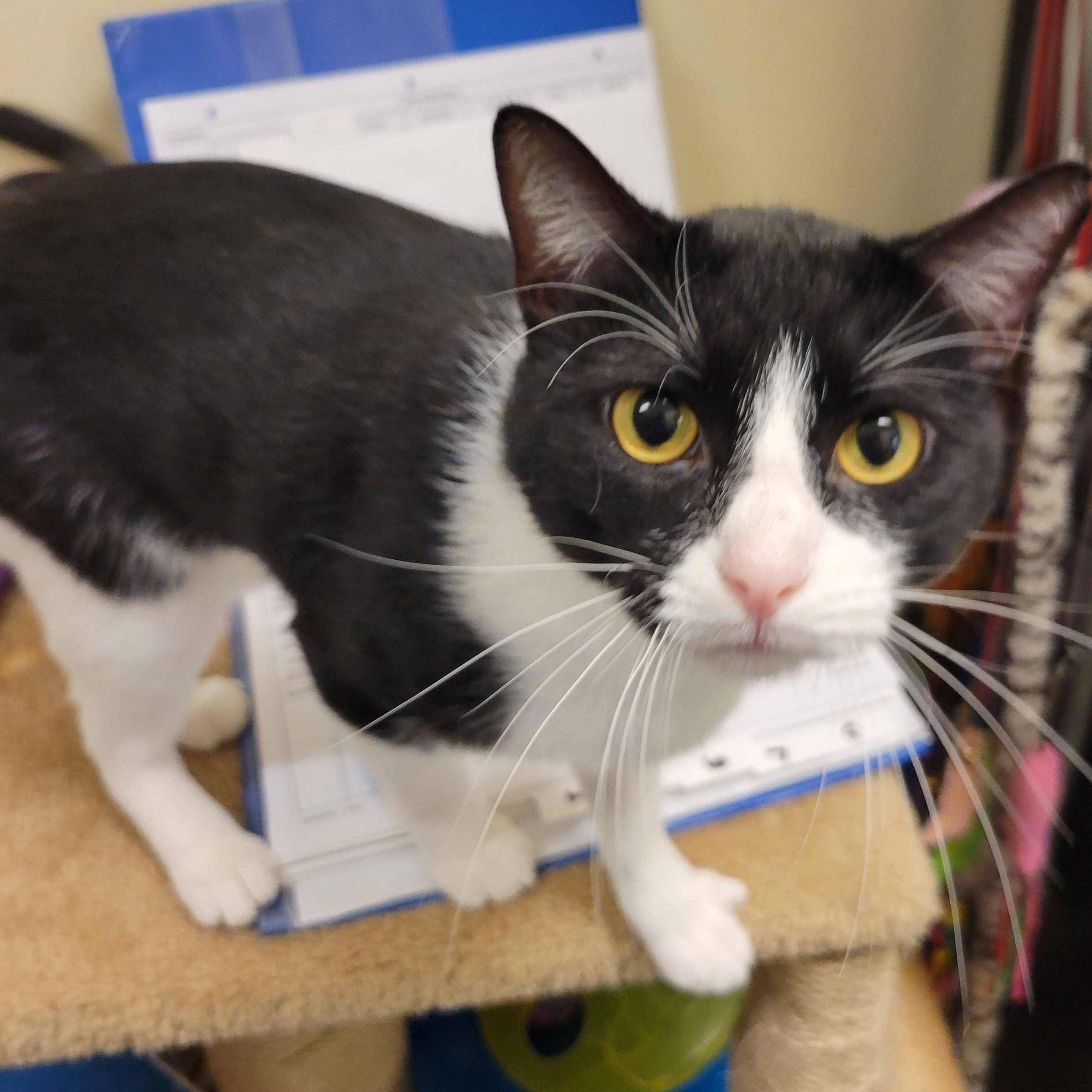 8-Pack, a Adoptable mixed breed in Bolingbrook, IL image 1/6