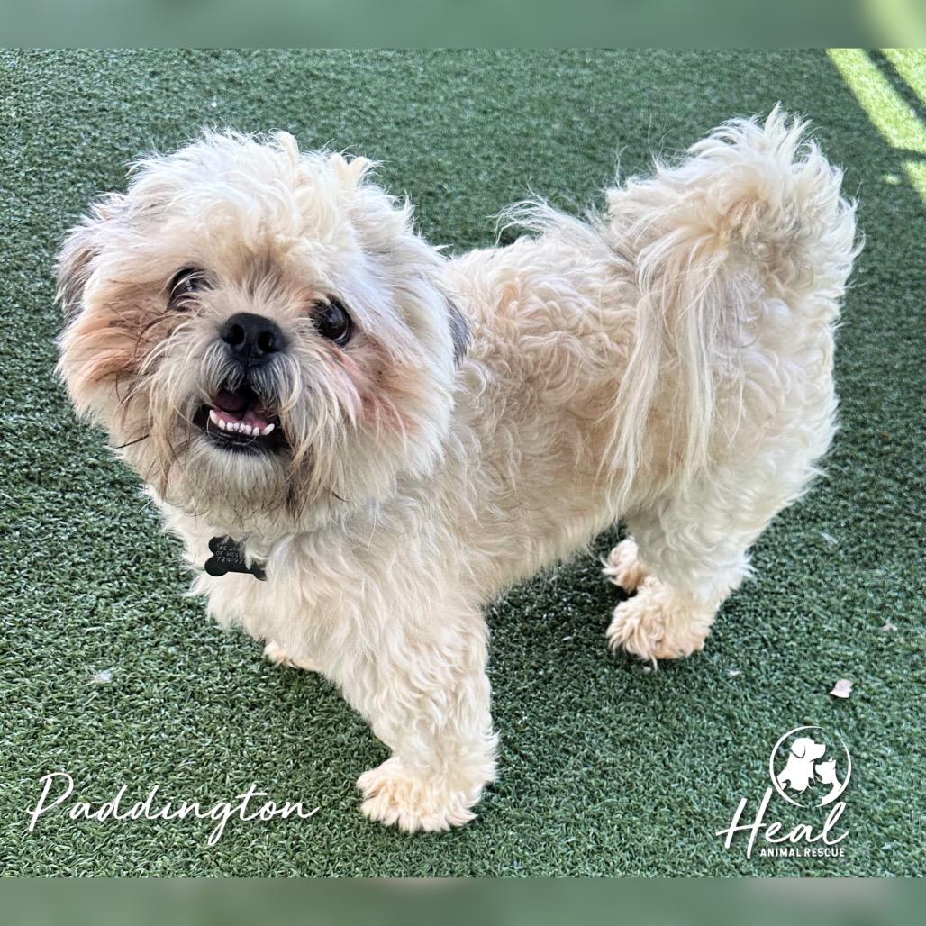 Paddington, Adoptable, Young Male Shih Tzu.