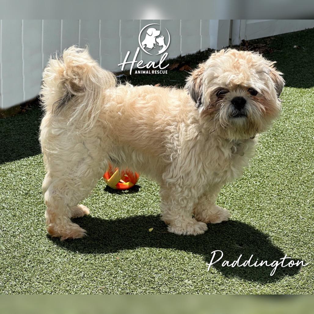 Enlarge Paddington, a Adoptable Shih Tzu in Youngwood, PA image 2/3