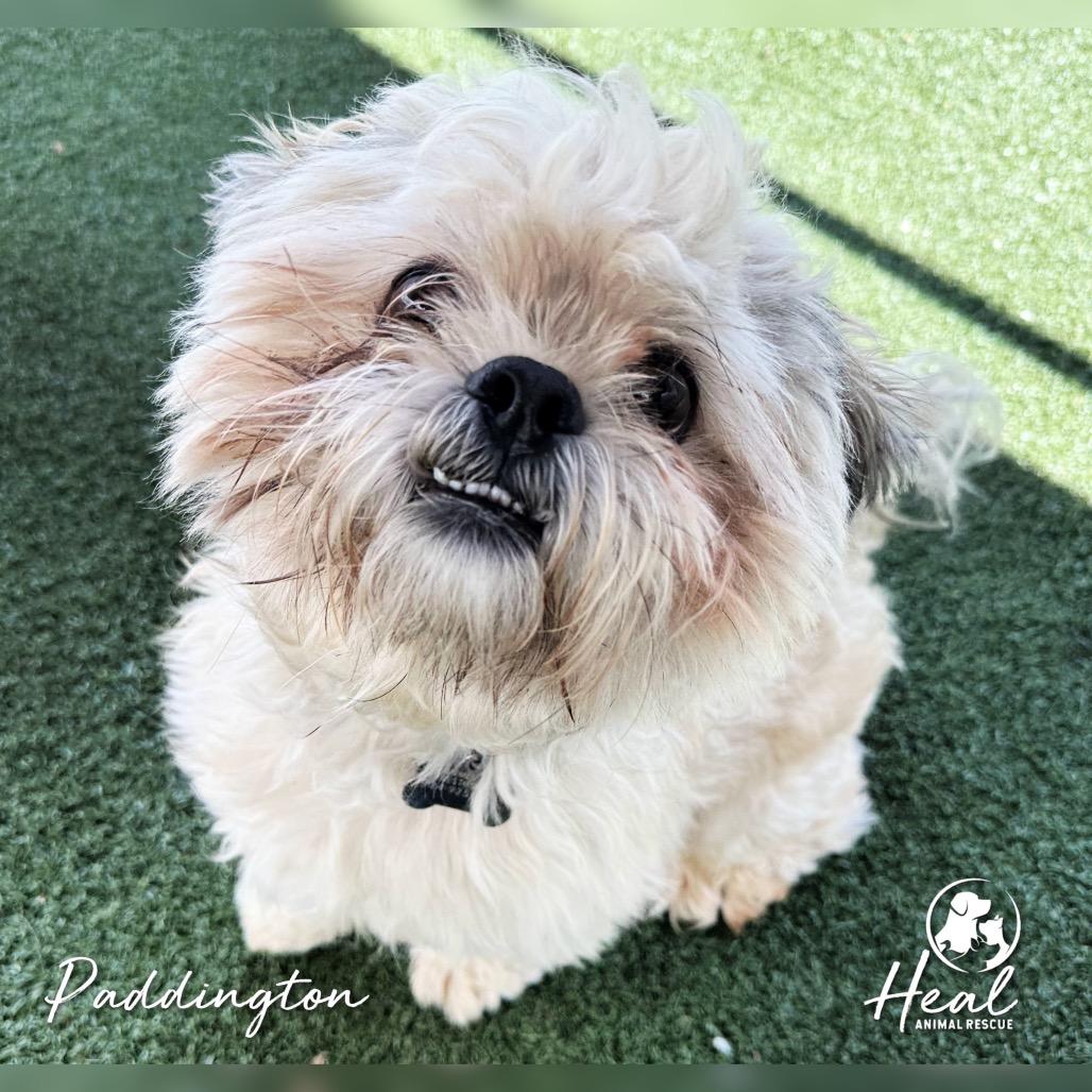 Enlarge Paddington, a Adoptable Shih Tzu in Youngwood, PA image 3/3
