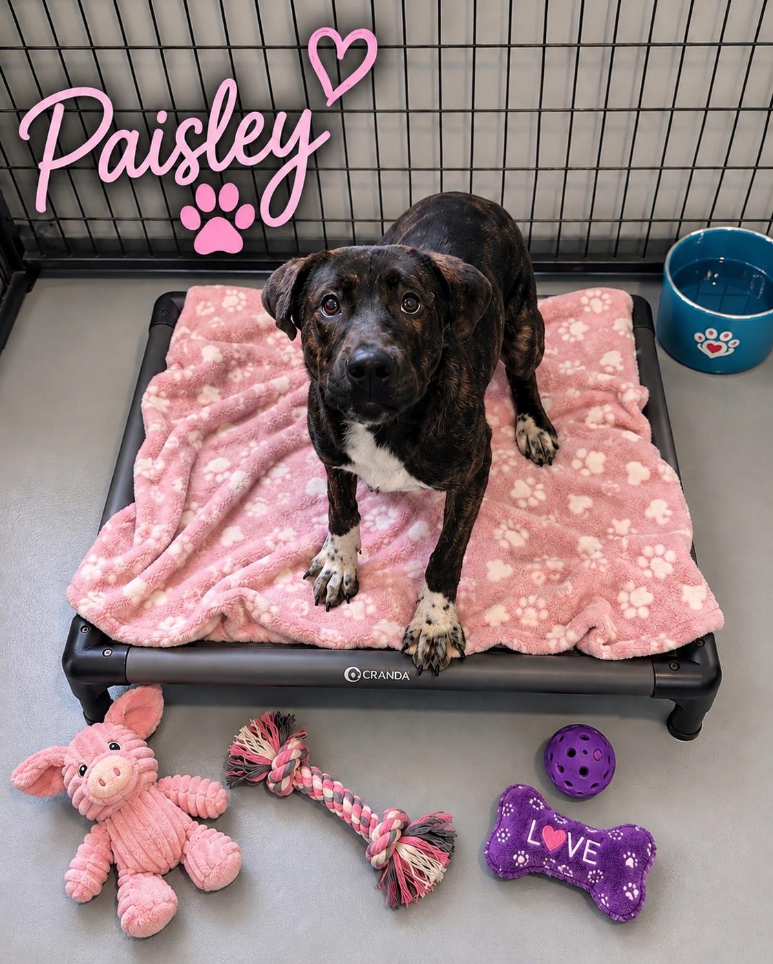 Paisley, ADOPTABLE, Young Female Mixed Breed.