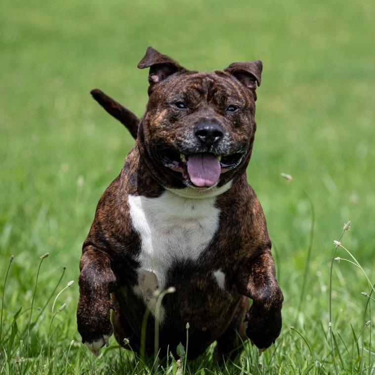 Enlarge Rhyder, a Adoptable Pit Bull Terrier in Henderson, KY image 2/4
