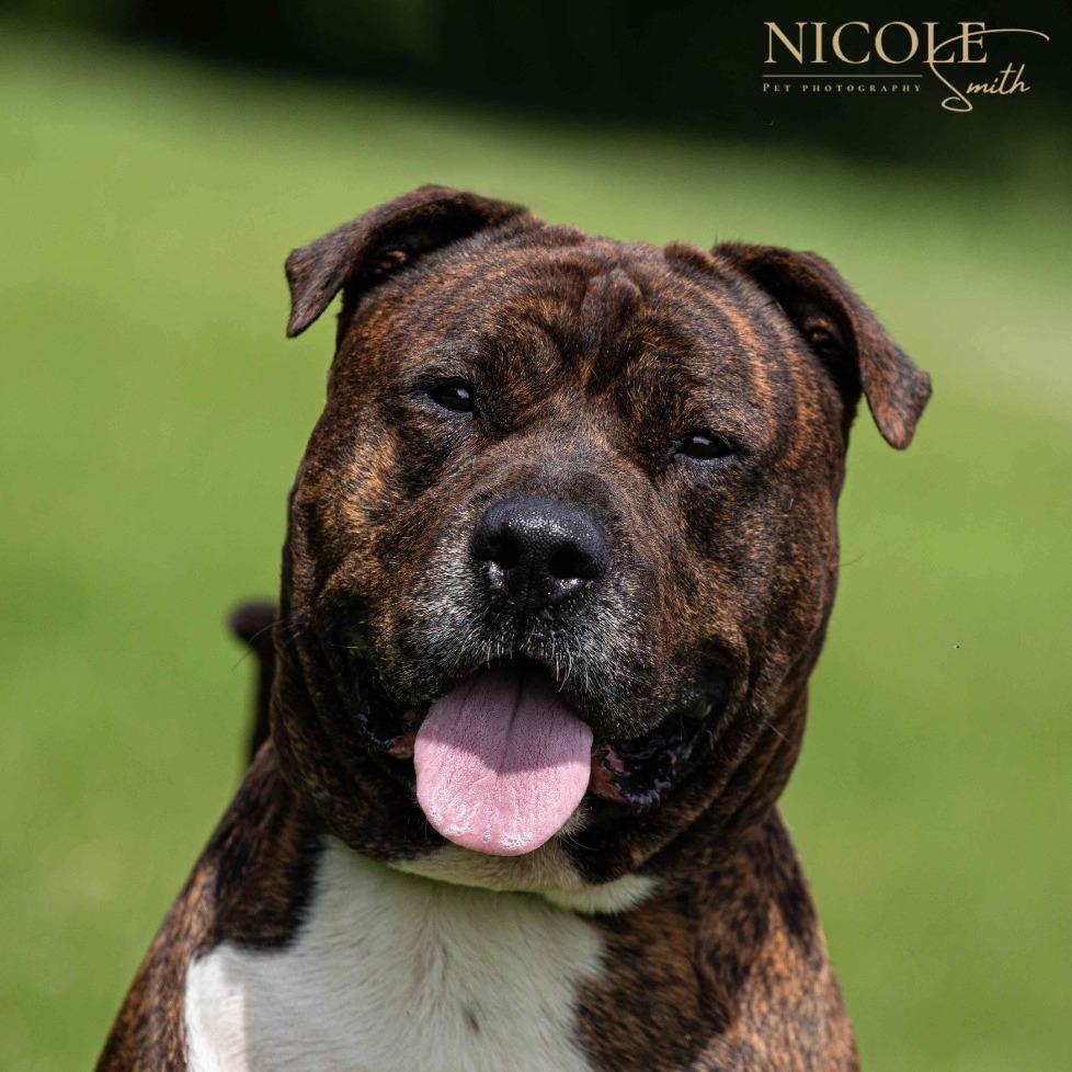 Enlarge Rhyder, a Adoptable Pit Bull Terrier in Henderson, KY image 3/4