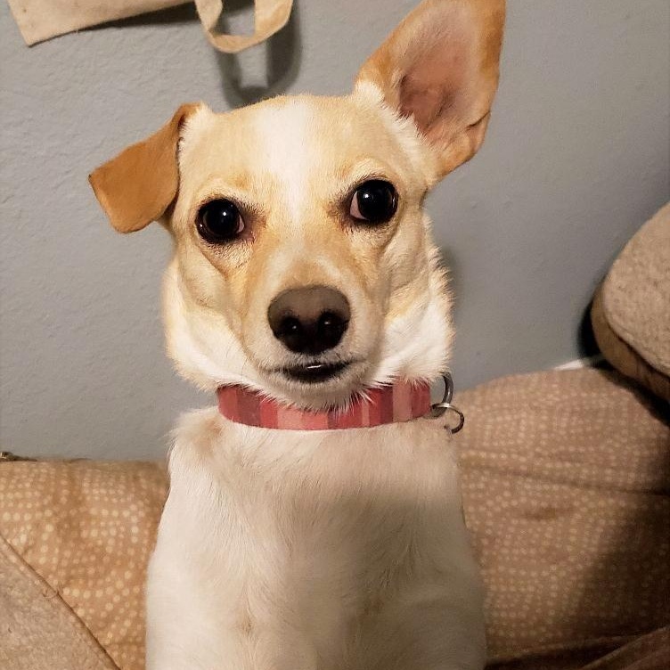 Bernie, ADOPTABLE, Adult Male Basenji.