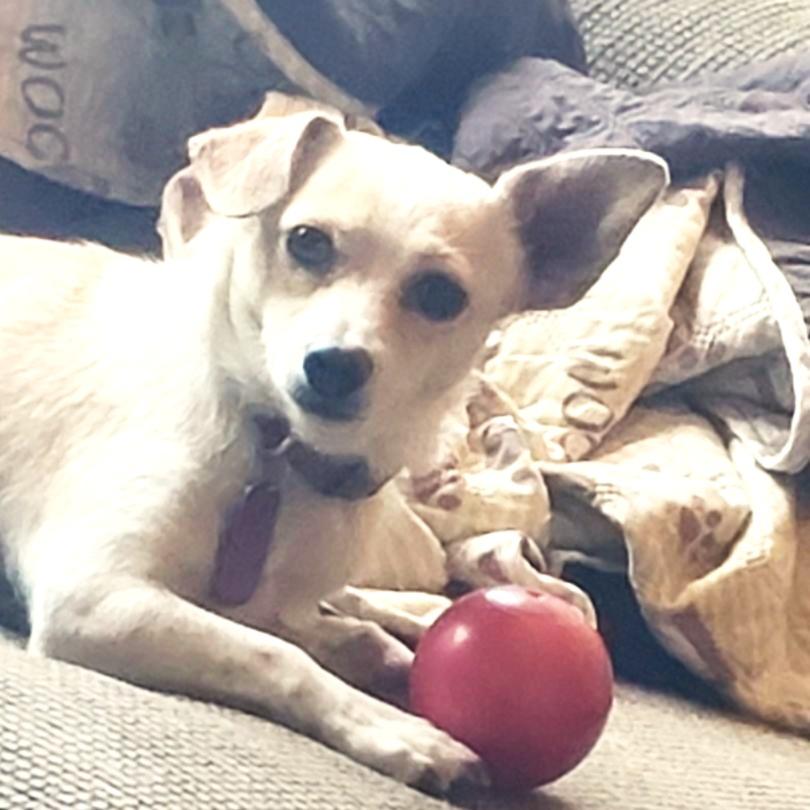 Enlarge Bernie, a ADOPTABLE mixed breed in Phoenix, AZ image 2/2