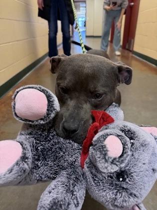 Rocky, Adoptable, Adult Male Mixed Breed & Mixed Breed.