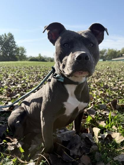 Enlarge Rocky, a Adoptable Mixed Breed in Independence, MO image 2/3