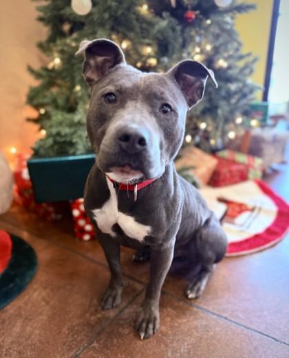Enlarge Rocky, a Adoptable Mixed Breed in Independence, MO image 3/3