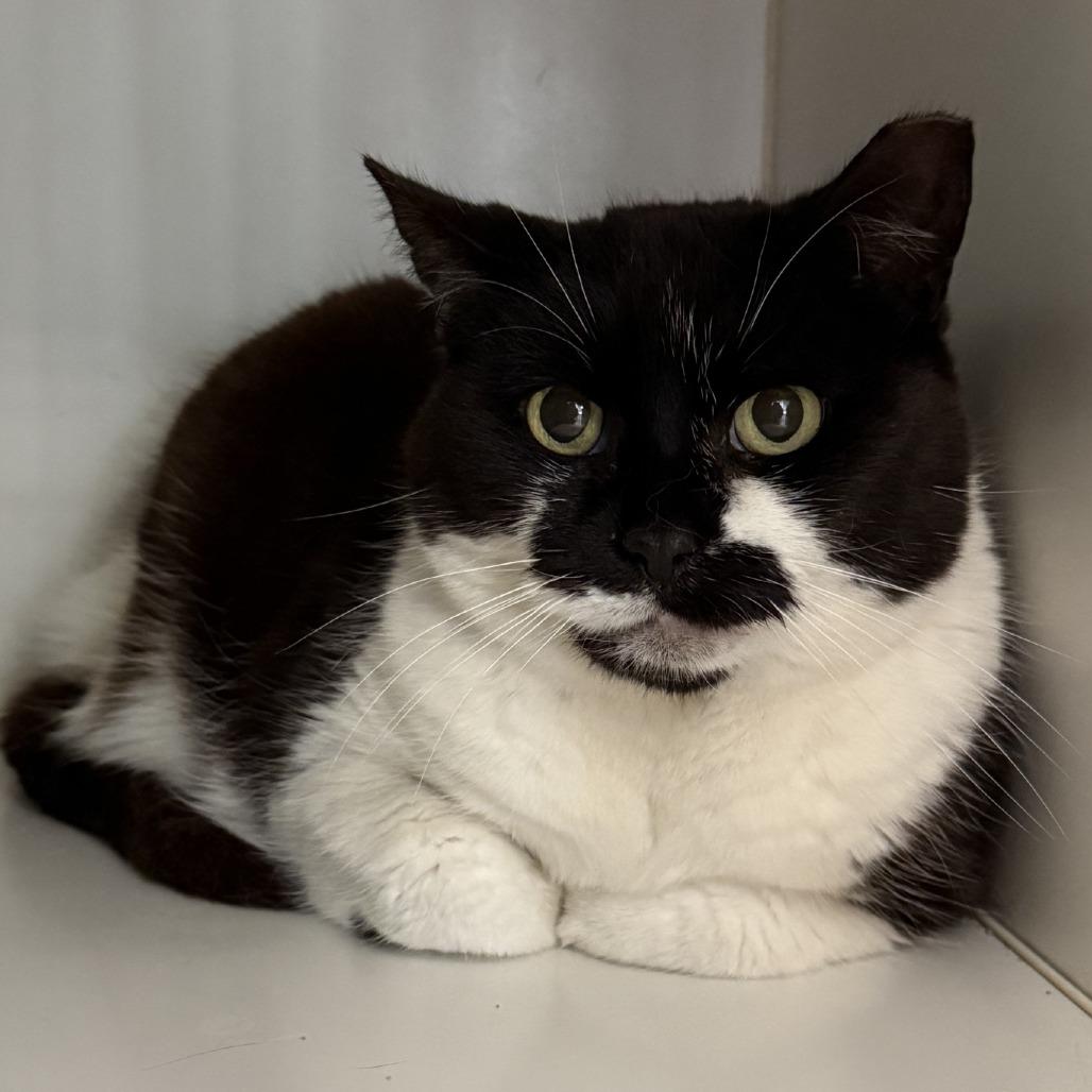 Enlarge Athena, a Adoptable Domestic Short Hair in New York, NY image 2/6