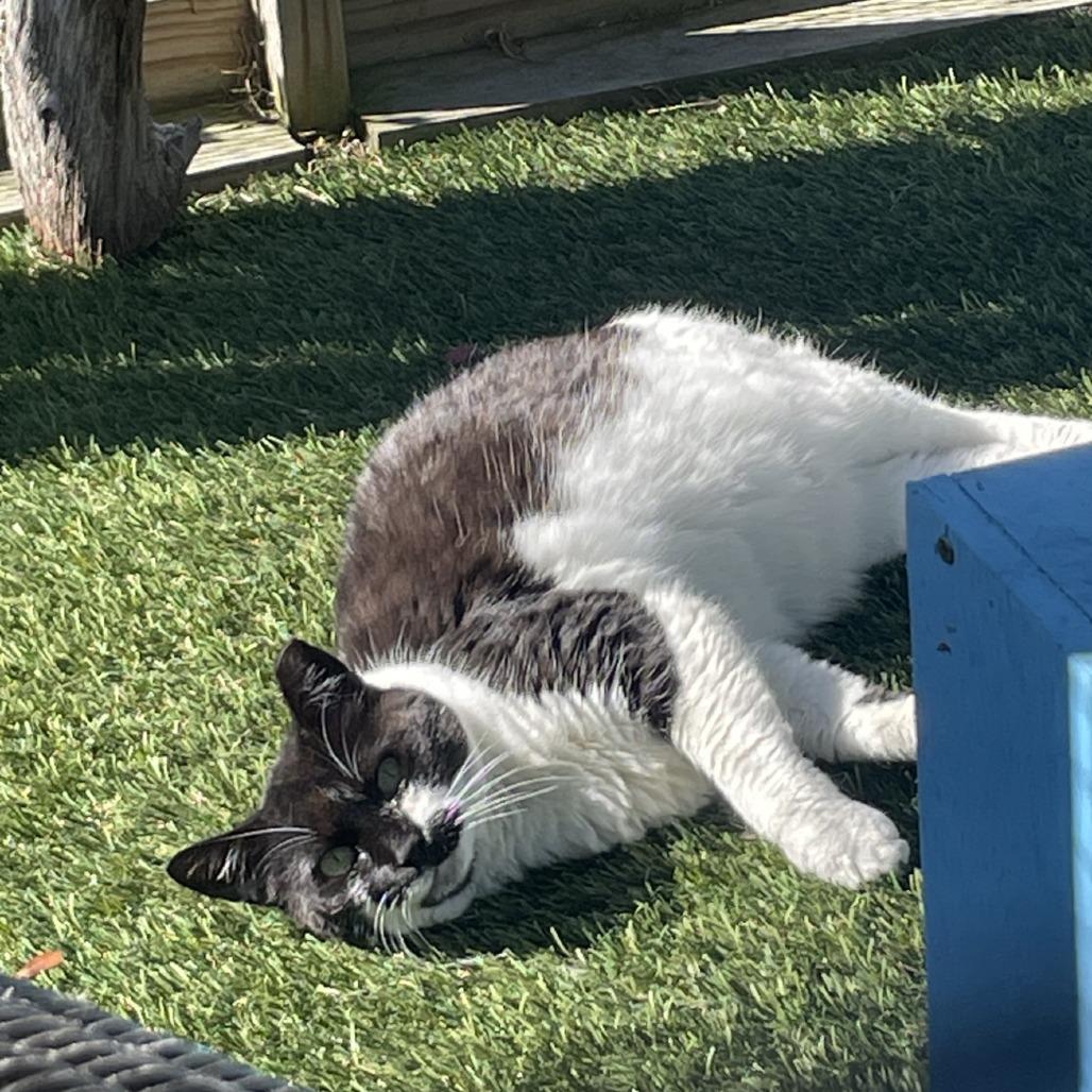 Enlarge Athena, a Adoptable Domestic Short Hair in New York, NY image 3/6