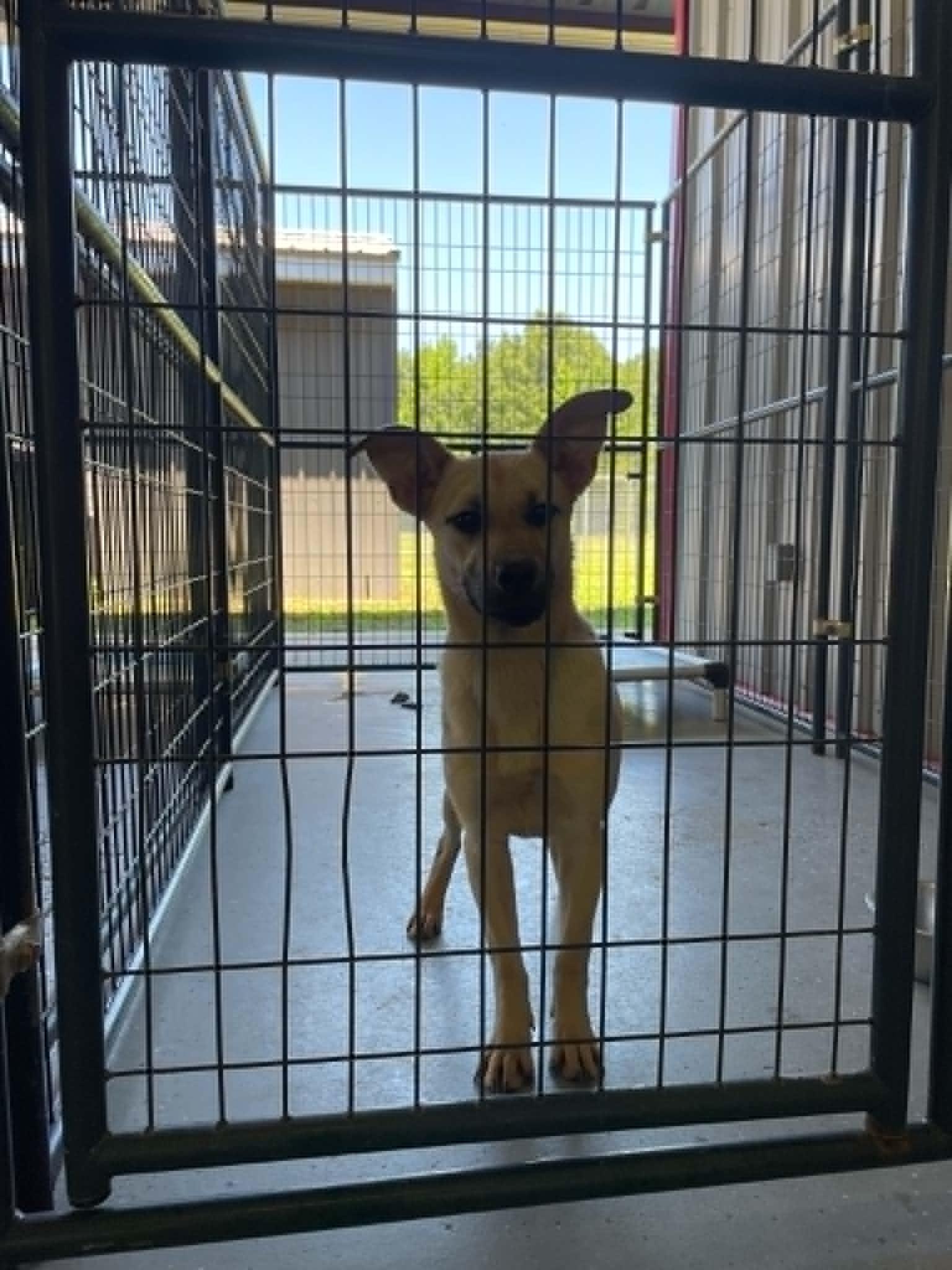 Bug, ADOPTABLE, Young Female Shepherd.