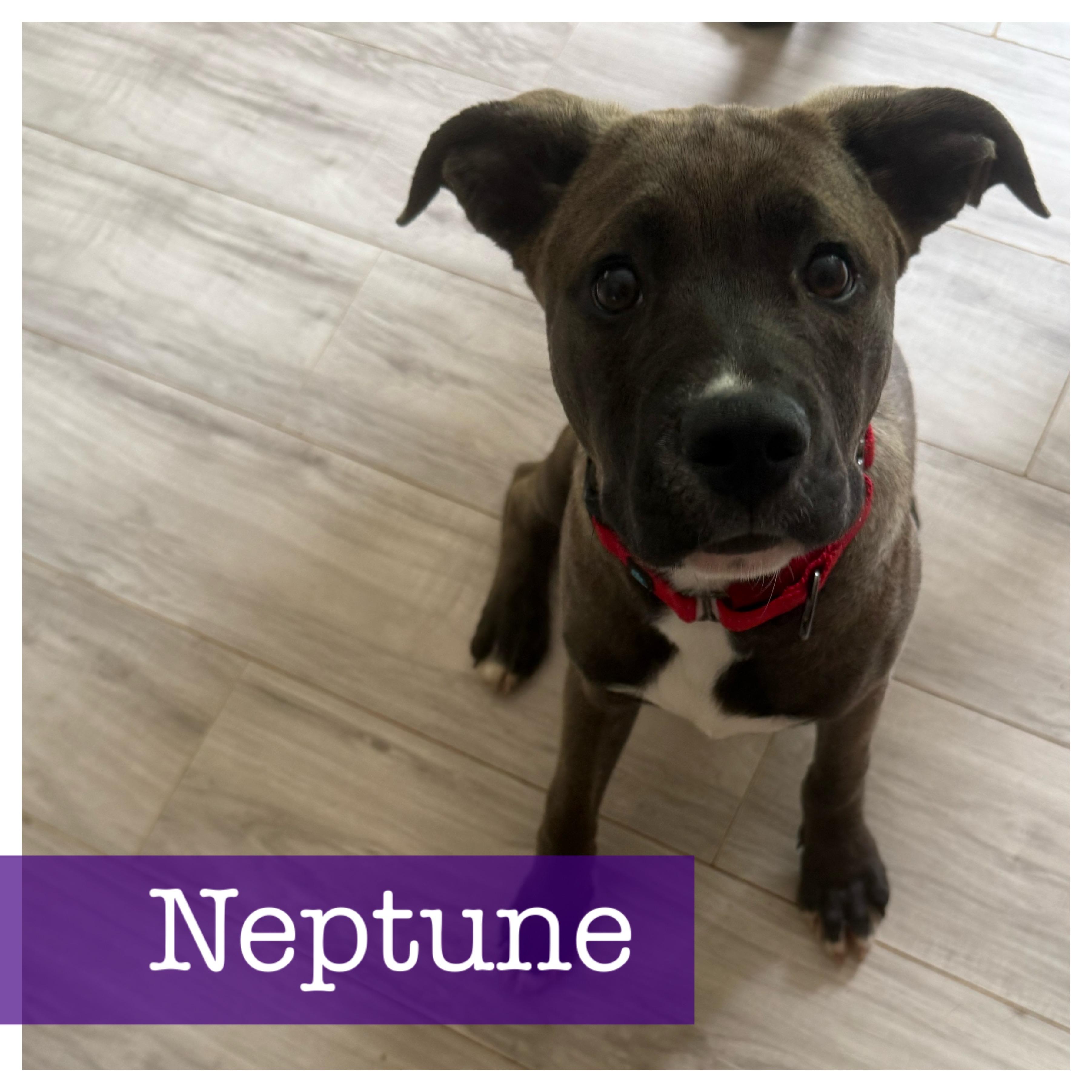 Enlarge Neptune, a ADOPTABLE mixed breed in Cumming, GA image 5/6