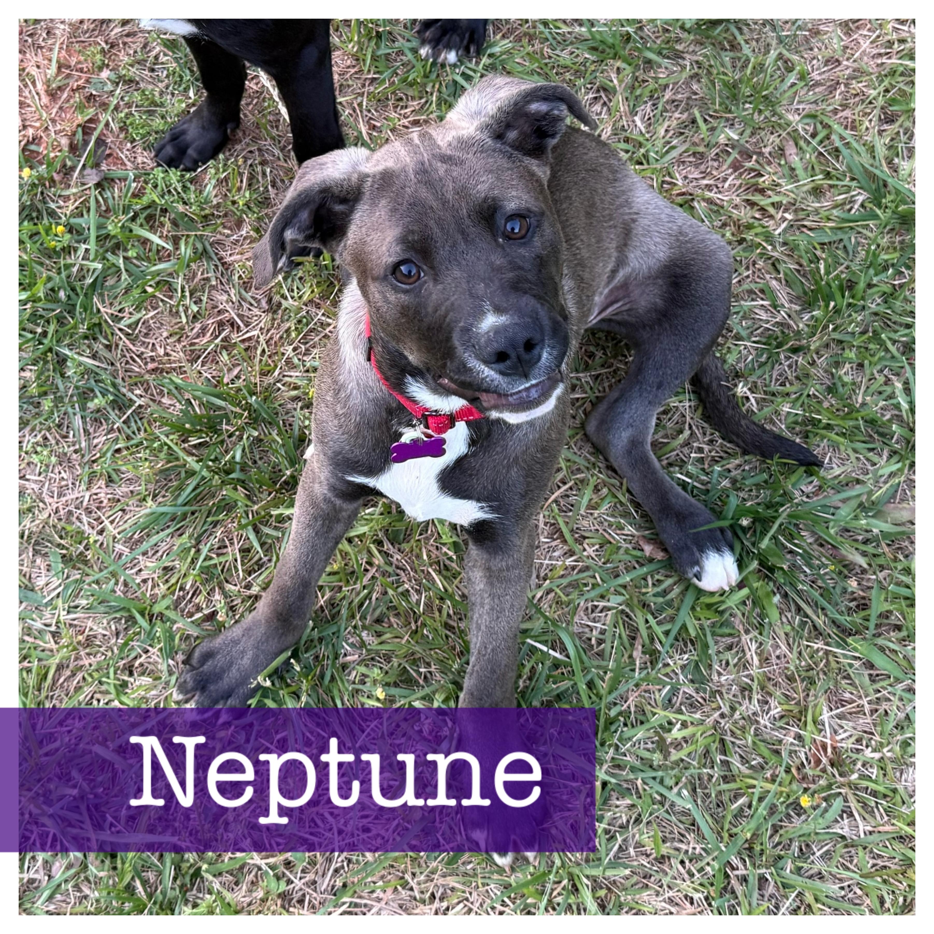 Neptune, ADOPTABLE, Puppy Male Labrador Retriever & Hound.