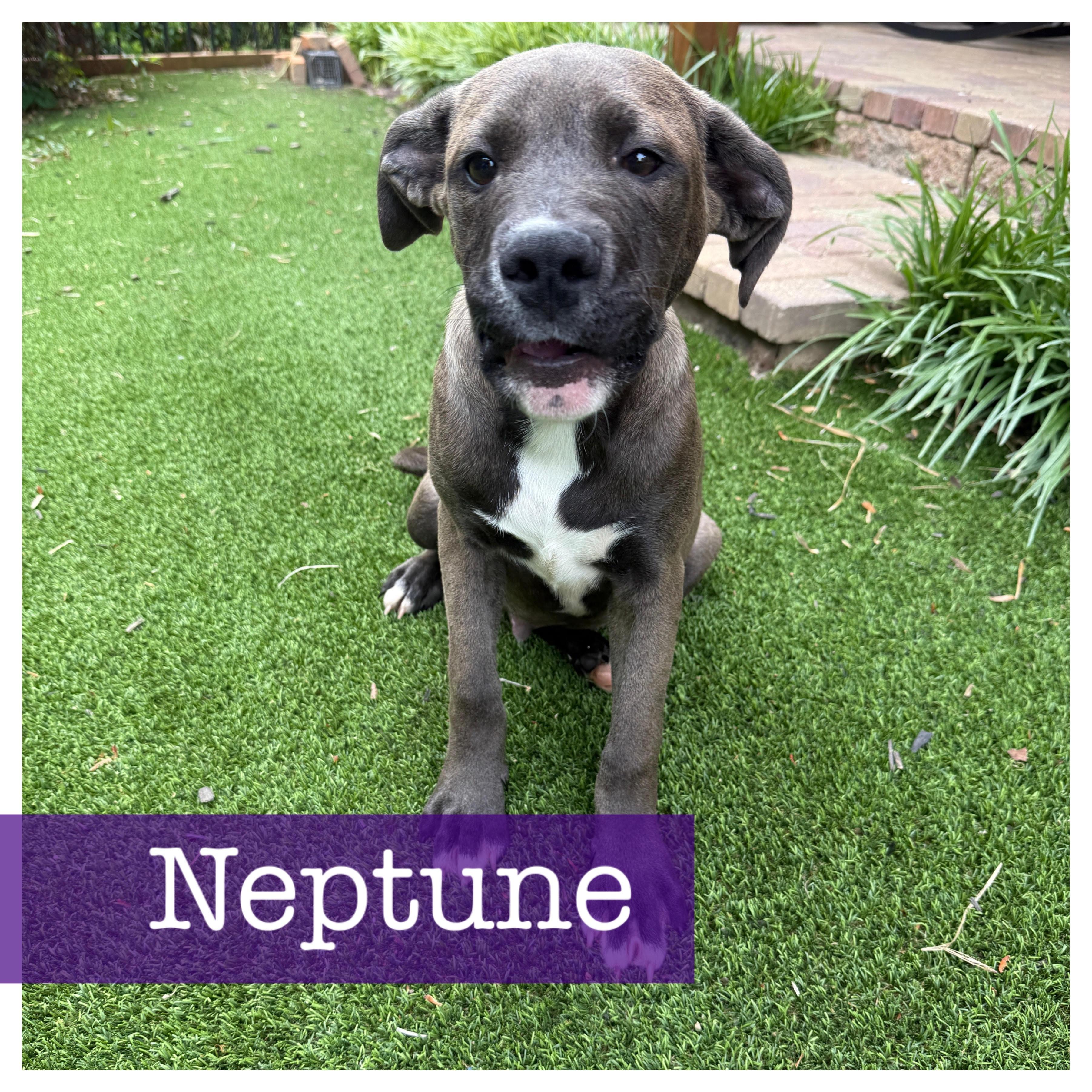 Enlarge Neptune, a ADOPTABLE mixed breed in Cumming, GA image 4/6