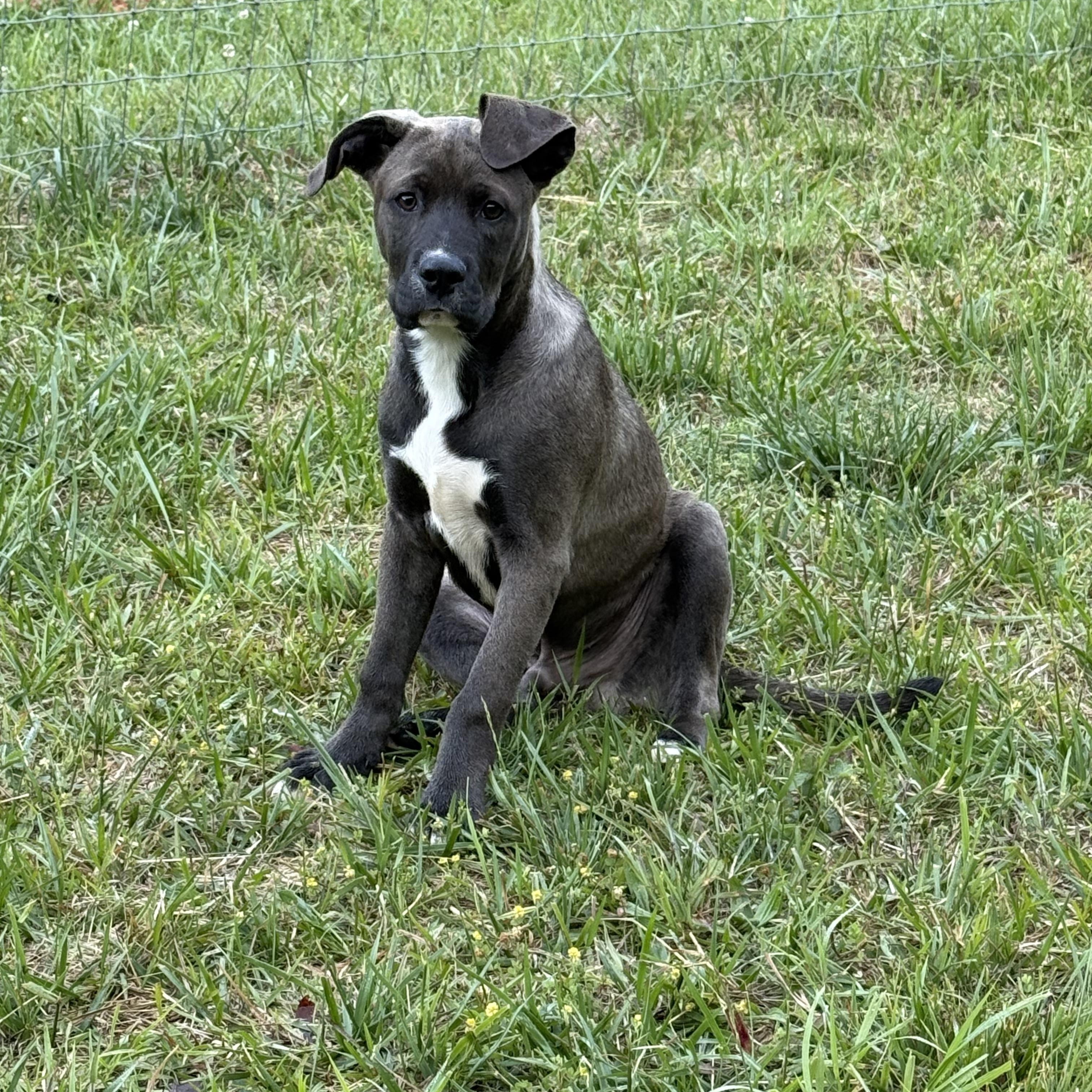 Enlarge Neptune, a ADOPTABLE mixed breed in Cumming, GA image 3/6