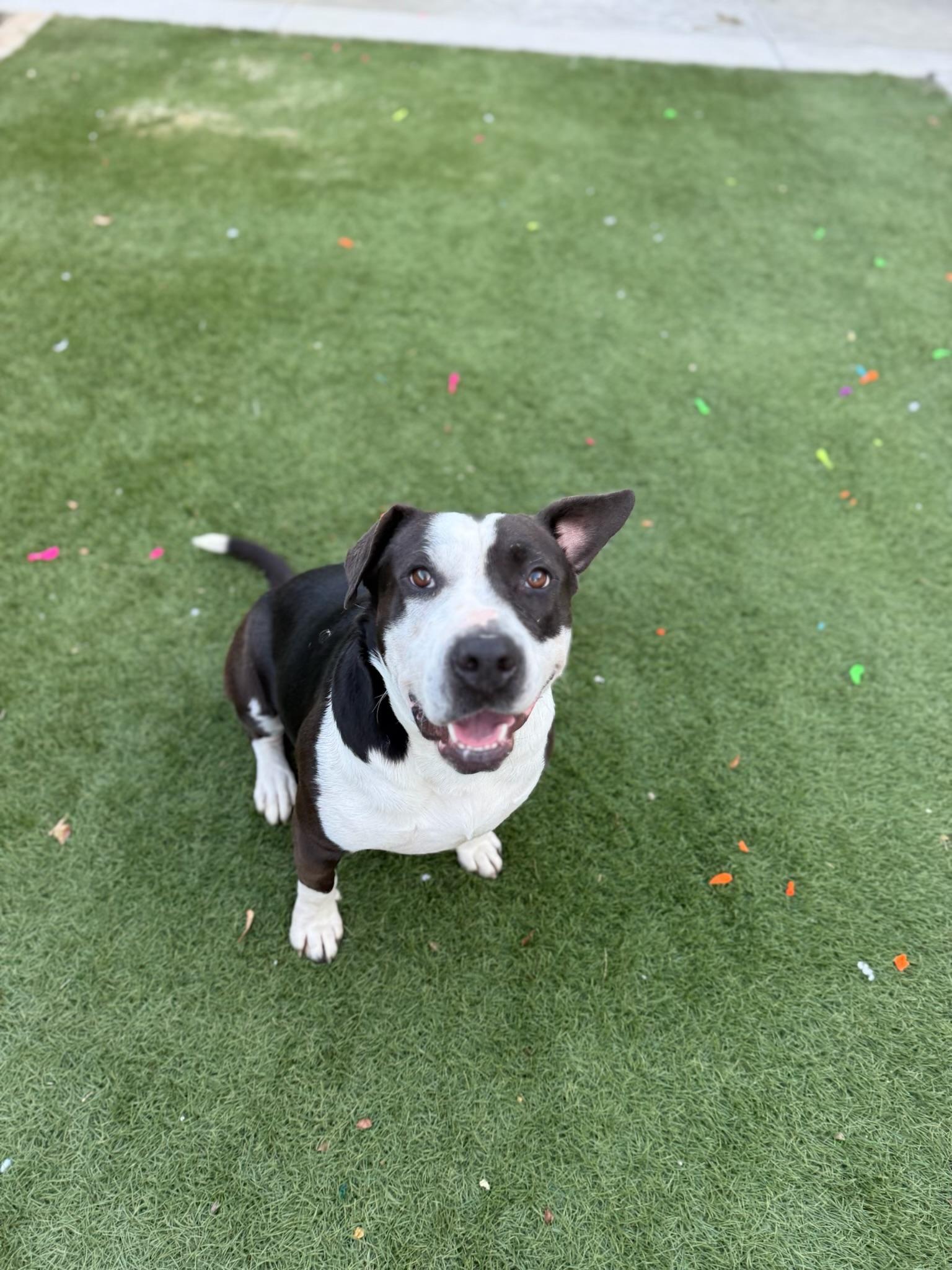 Susie, an adoptable Pit Bull Terrier in Bend, OR, 97701 | Photo Image 1