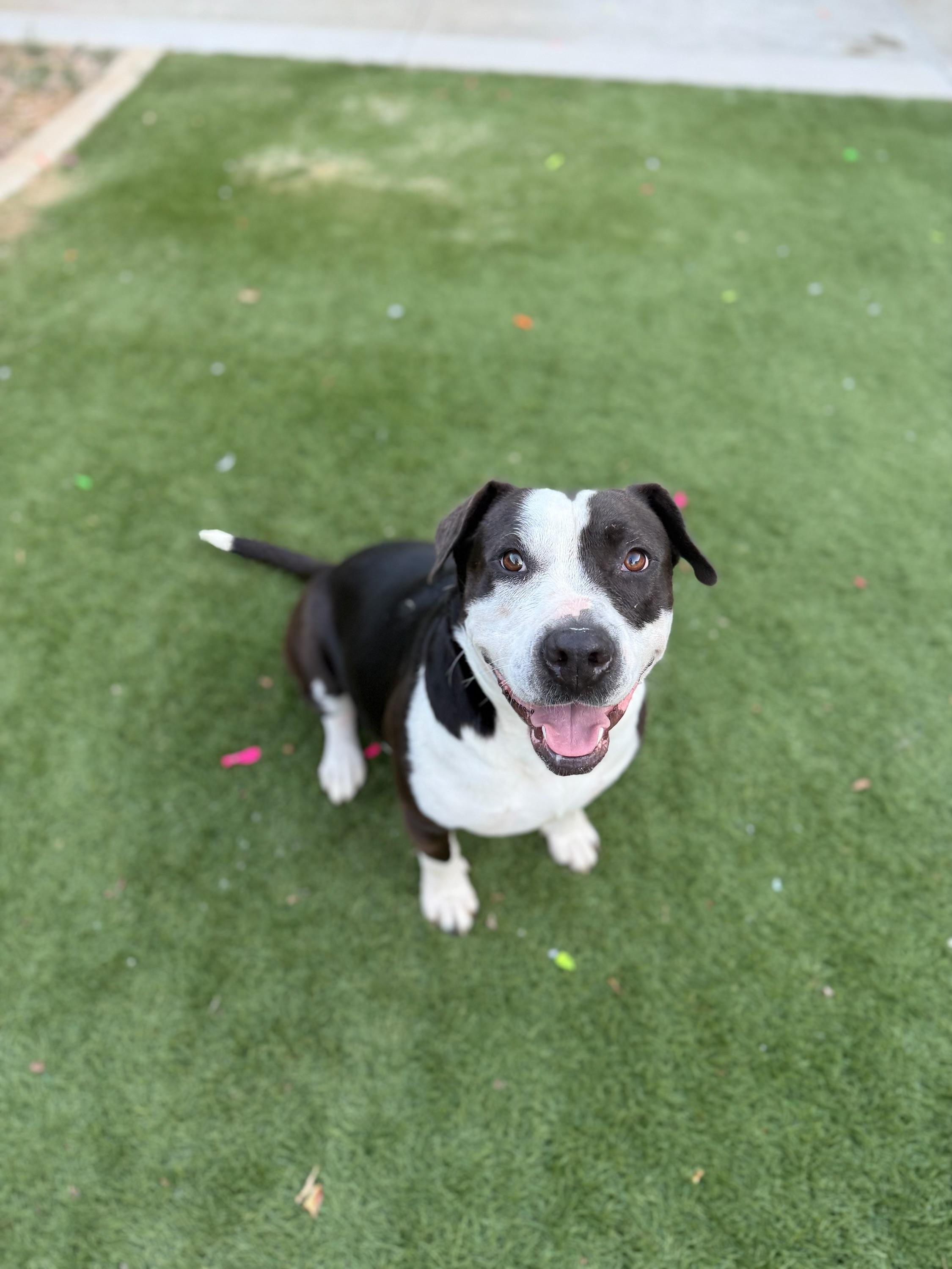 Susie, an adoptable Pit Bull Terrier in Bend, OR, 97701 | Photo Image 2