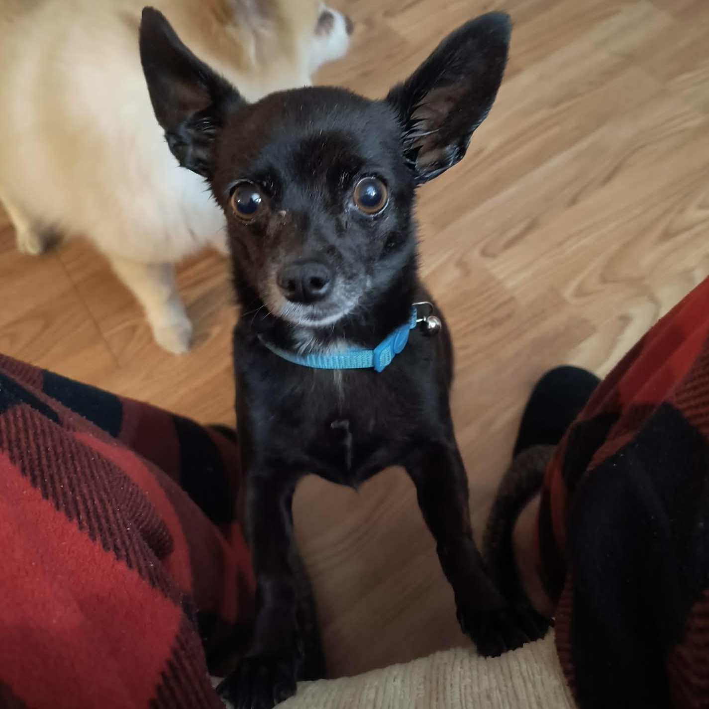 Enlarge Jude , an adopted Chihuahua in Marana, AZ image 2/5