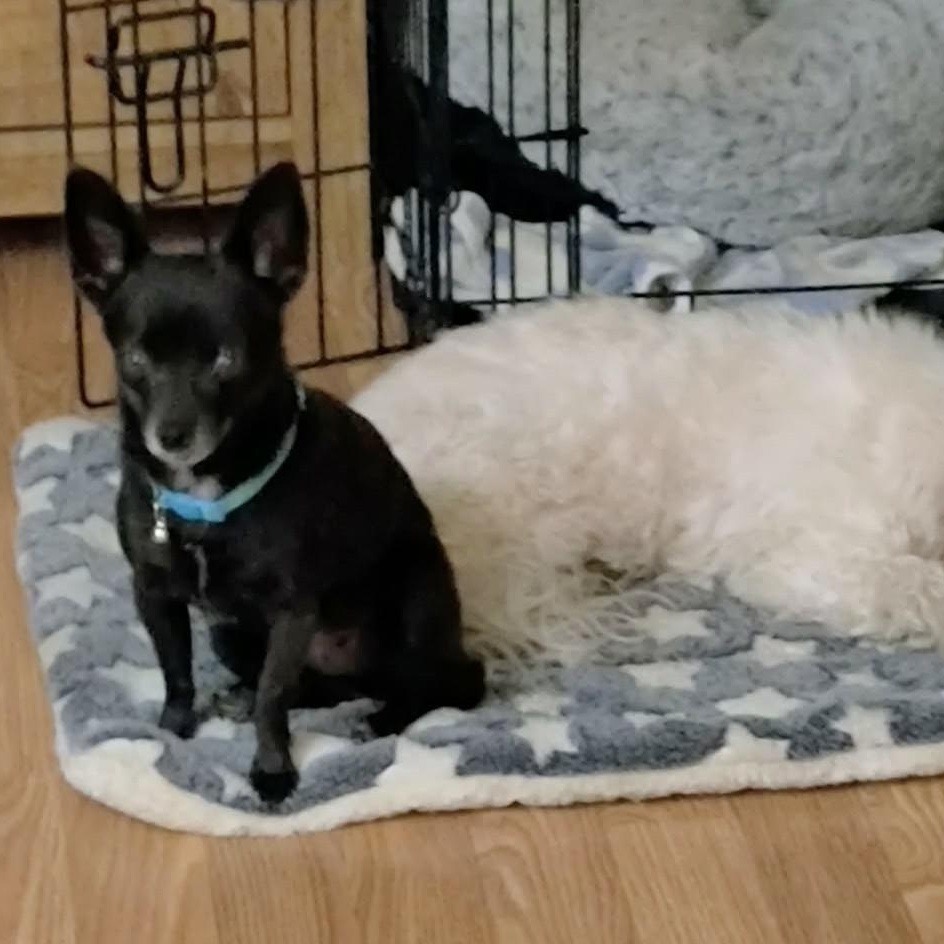 Enlarge Jude , an adopted Chihuahua in Marana, AZ image 4/5