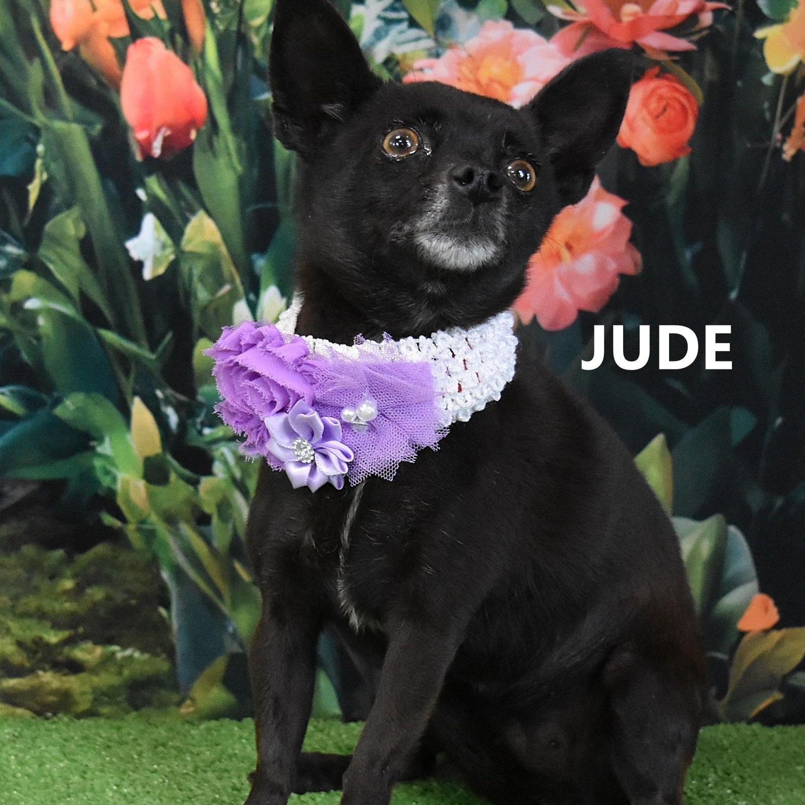 Jude , adopted, Adult Female Chihuahua.
