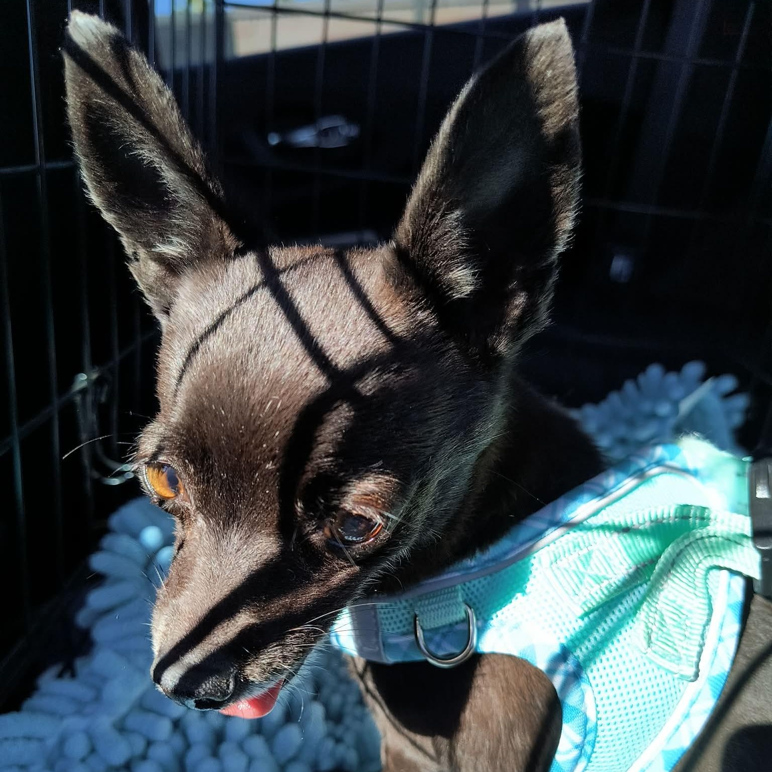 Enlarge Jude , an adopted Chihuahua in Marana, AZ image 3/5