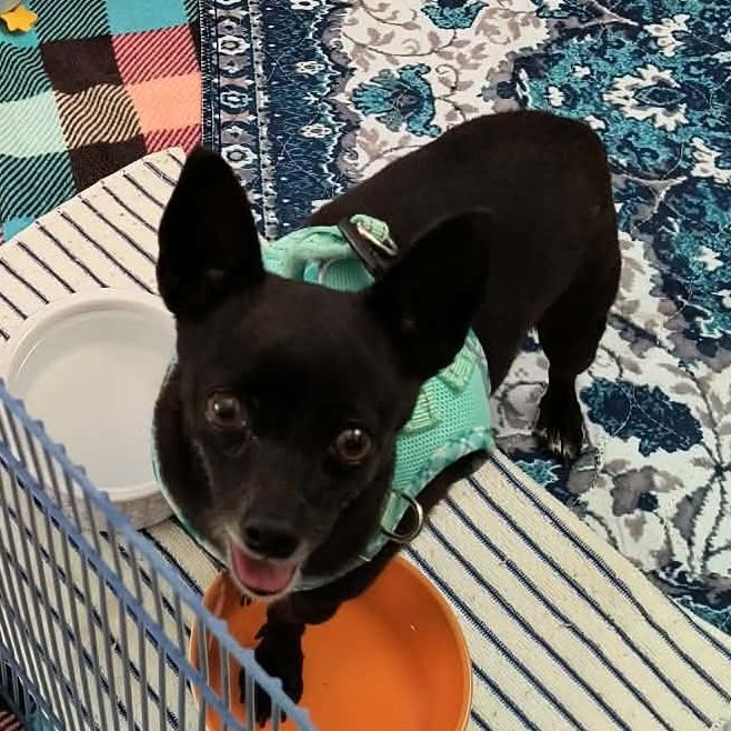 Enlarge Jude , an adopted Chihuahua in Marana, AZ image 5/5