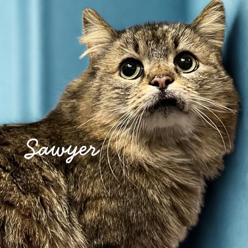 Miss Sawyer-Long-Haired Beauty