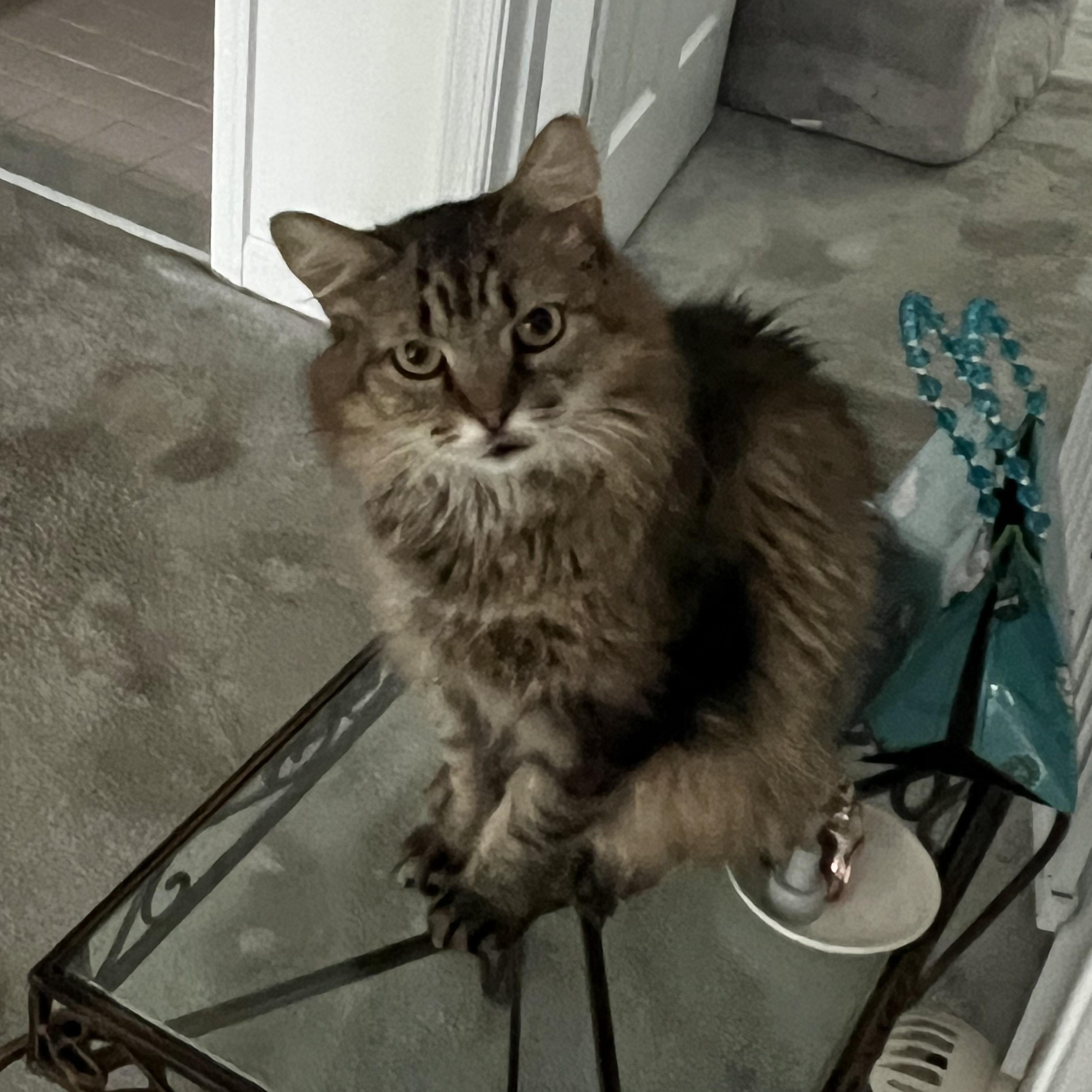 Miss Sawyer-Long-Haired Beauty