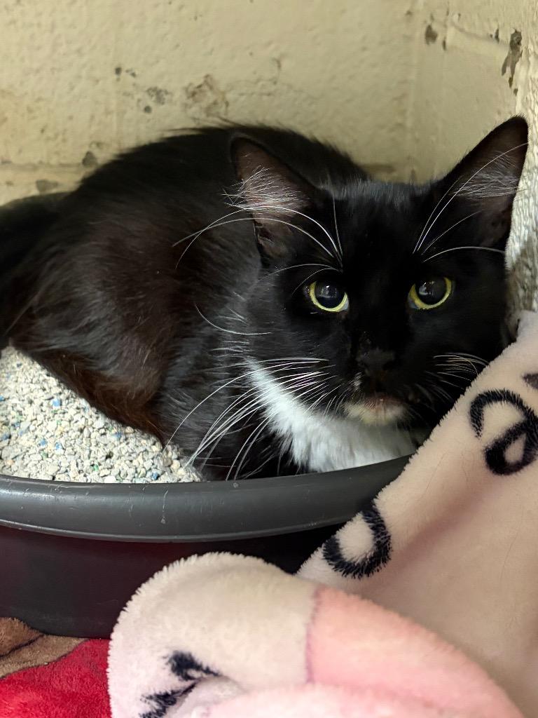 Enlarge Andromeda, a Adoptable mixed breed in Ada, OK image 1/1
