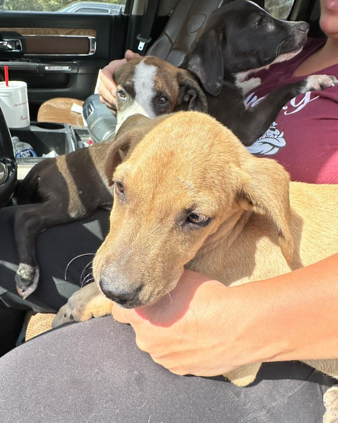 Ash, Adoptable, Young Male Mixed Breed.