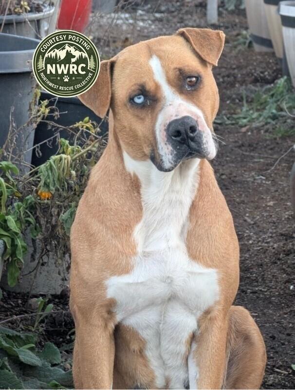 Enlarge Neela, a Adoptable mixed breed in renton, WA image 2/4