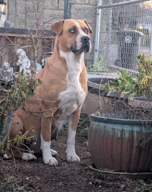 Enlarge Neela, a Adoptable mixed breed in renton, WA image 2/3