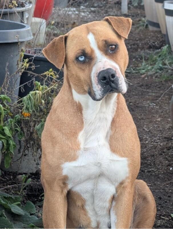 Enlarge Neela, a Adoptable mixed breed in renton, WA image 3/3