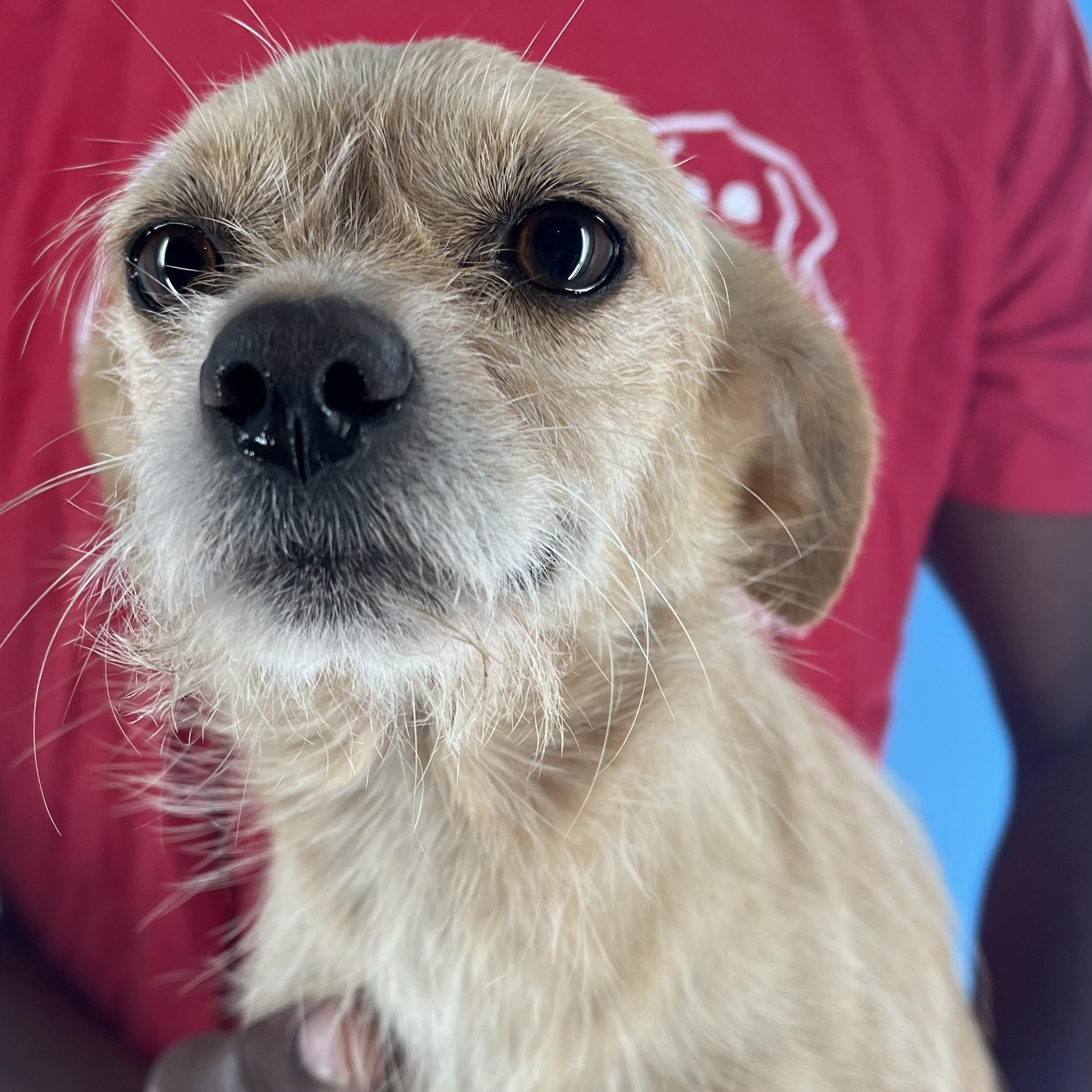 Bridgett - Local July 25-27, Adult Female Chihuahua
