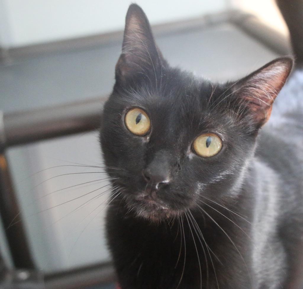 Violet 26, Adoptable, Young Female Domestic Short Hair.