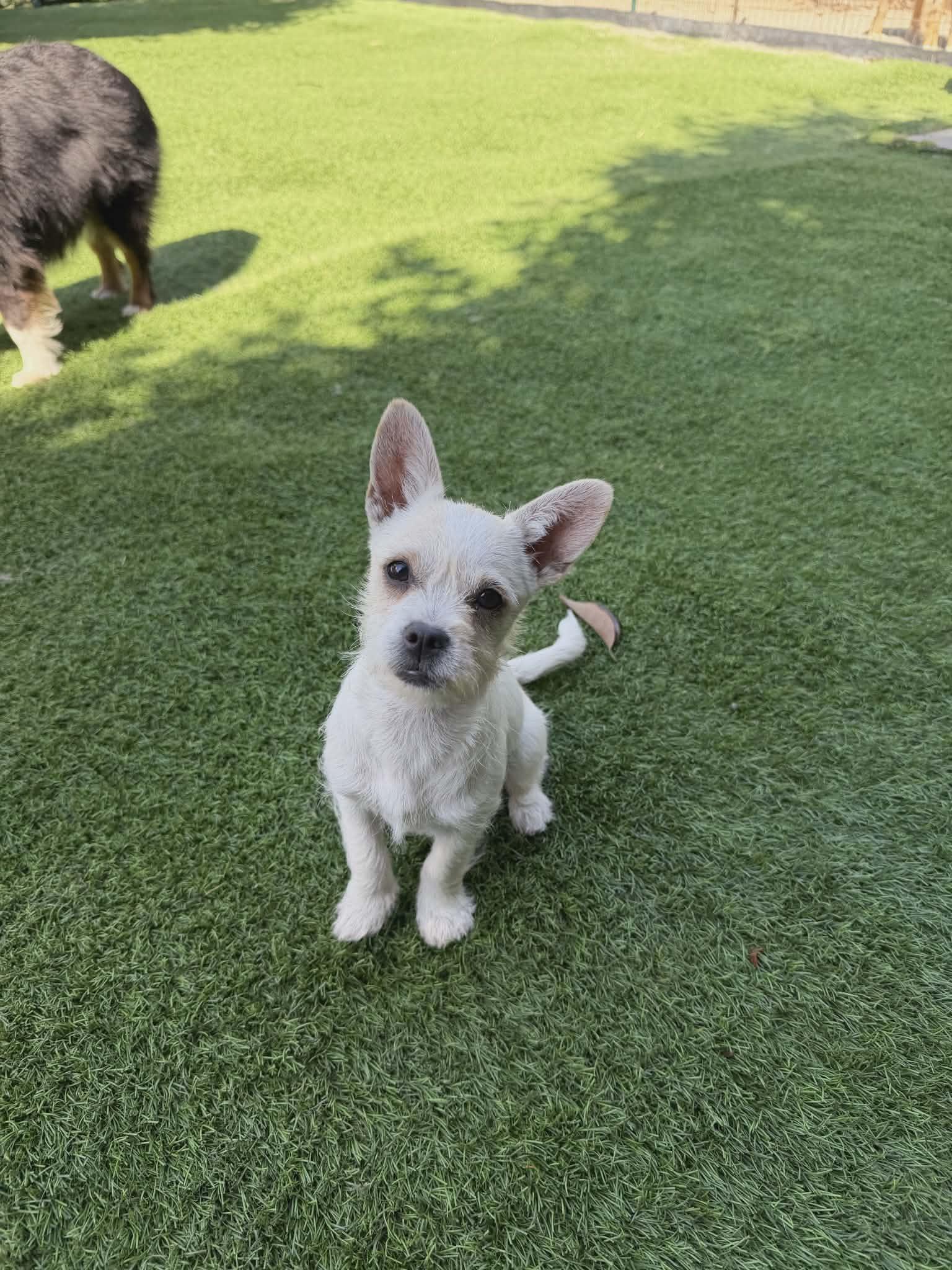 Cady, Adopted, Young Female Terrier.