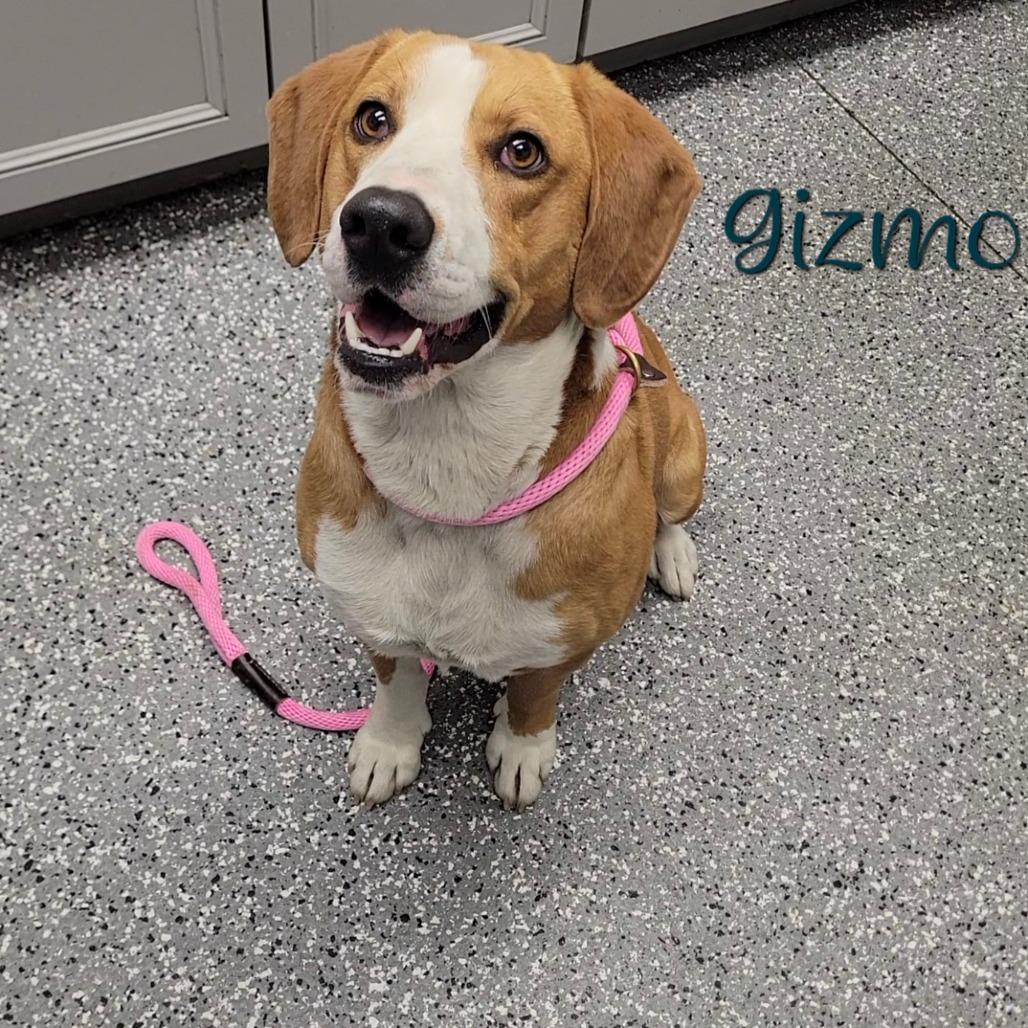Enlarge Gizmo, a Adoptable mixed breed in Parkersburg, WV image 1/4