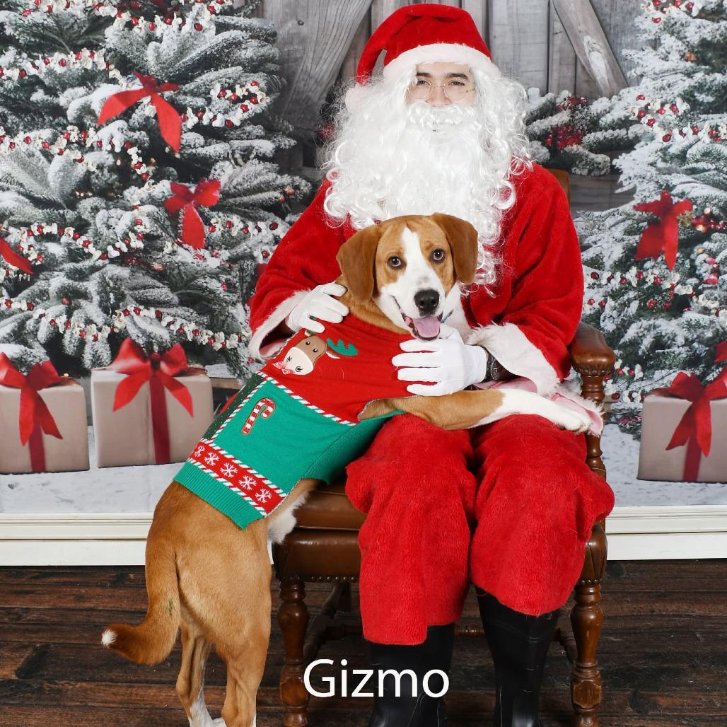 Enlarge Gizmo, a Adoptable mixed breed in Parkersburg, WV image 2/4