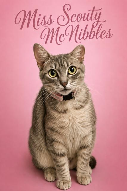 Miss Scouty McNibbles, ADOPTABLE, Adult Female Domestic Short Hair.