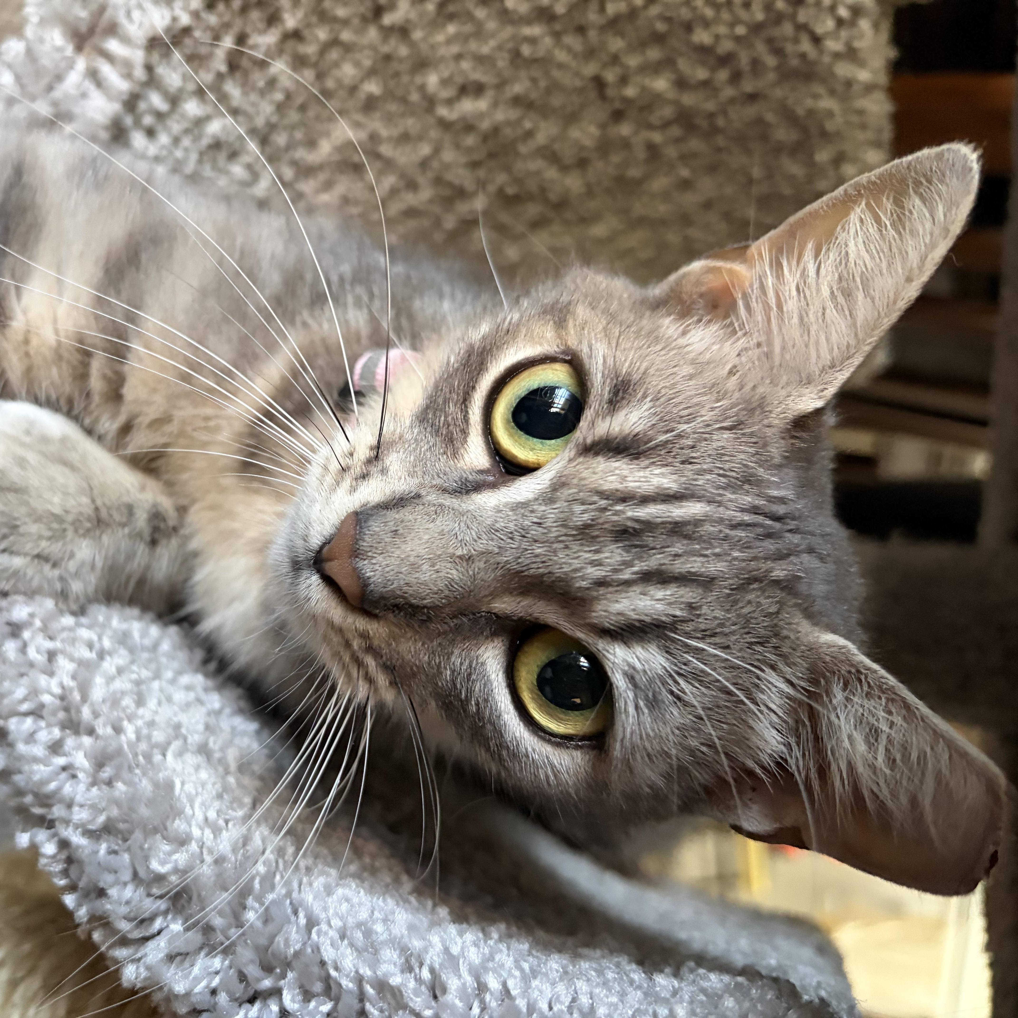 Miss Scouty McNibbles, a ADOPTABLE Domestic Short Hair in Houston, TX image 2/4