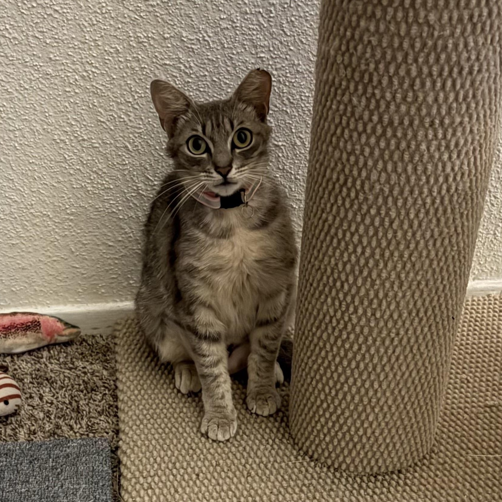 Miss Scouty McNibbles, a ADOPTABLE Domestic Short Hair in Houston, TX image 4/4