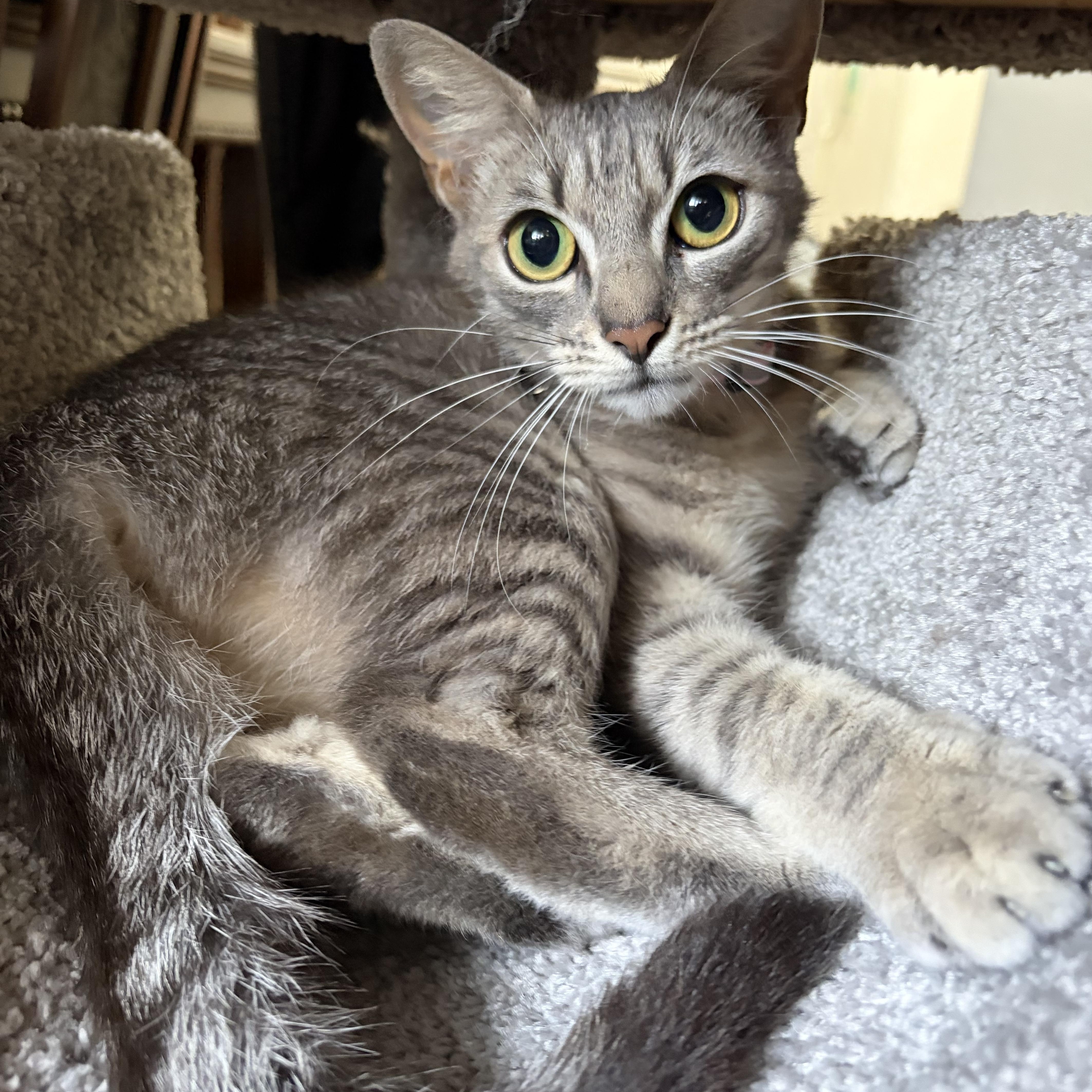 Miss Scouty McNibbles, a ADOPTABLE Domestic Short Hair in Houston, TX image 3/4