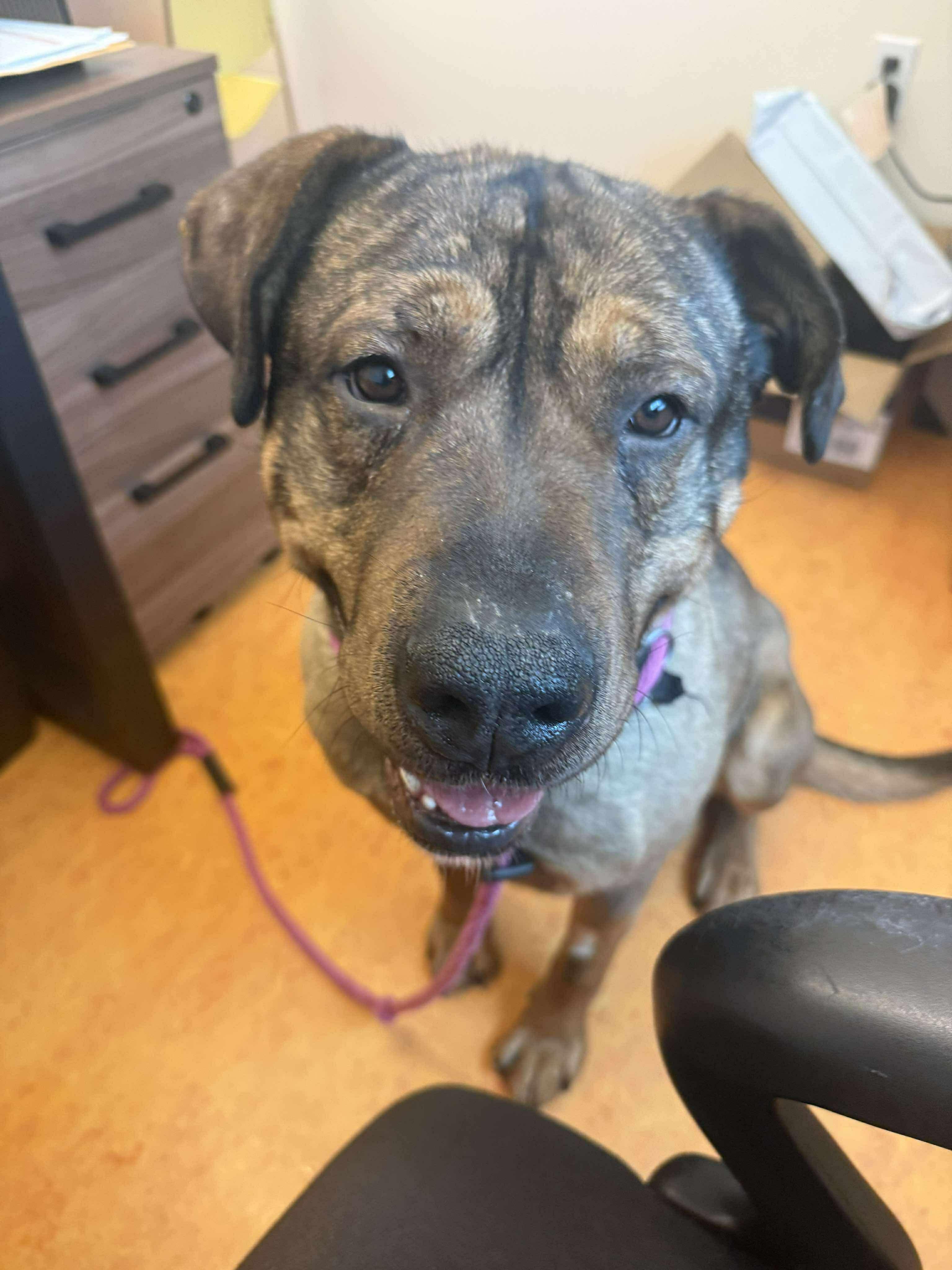 Maverick, ADOPTABLE, Adult Male German Shepherd Dog.