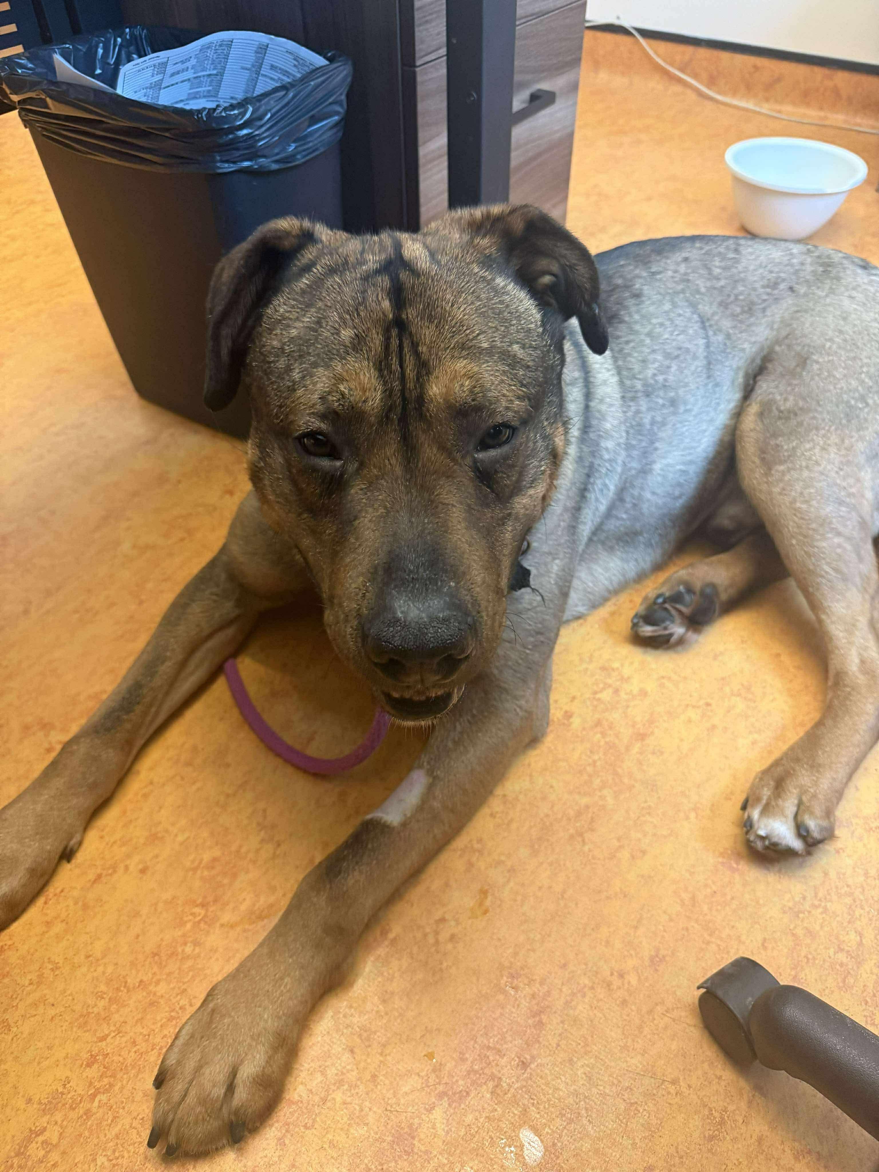 Enlarge Maverick, a ADOPTABLE mixed breed in Hay River, NT image 3/3