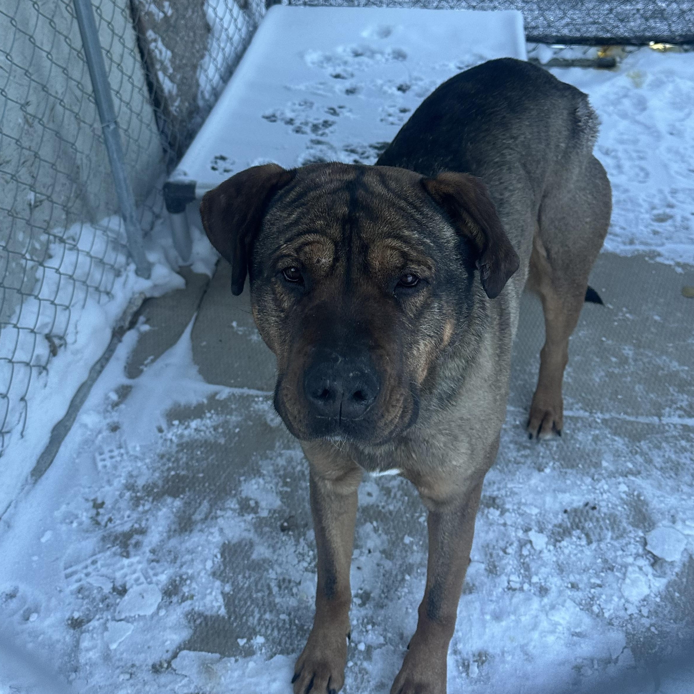 Enlarge Maverick, a ADOPTABLE mixed breed in Hay River, NT image 2/3